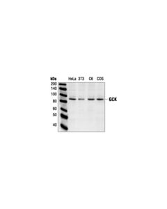 Cell Signaling Gck Antibody