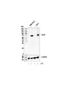 Cell Signaling Cox2 (E7V6C) Mouse mAb 20 uL