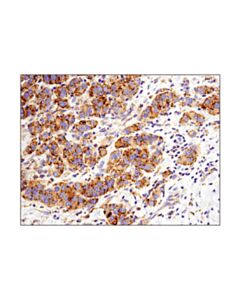 Cell Signaling Mx1 (D3w7i) Rabbit mAb