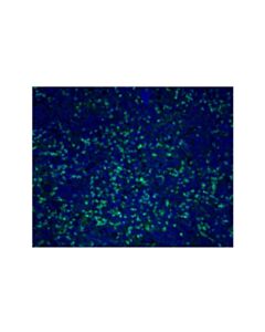 Cell Signaling Cd11b/Itgam (D6x1n) Rabbit mAb (Alexa Fluor® 488 Conjugate)