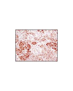 Cell Signaling Alpha-Amylase (D55h10) Xp Rabbit mAb