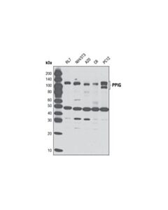 Cell Signaling Ppig Antibody