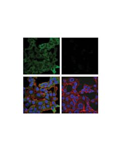 Cell Signaling Tbk1/Nak (E8i3g) Rabbit mAb