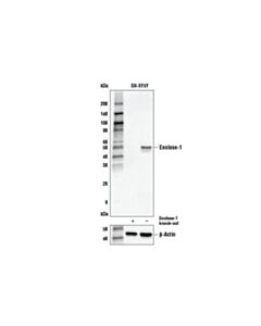 Cell Signaling Enolase-1 Antibody