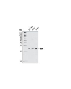 Cell Signaling Bak Antibody