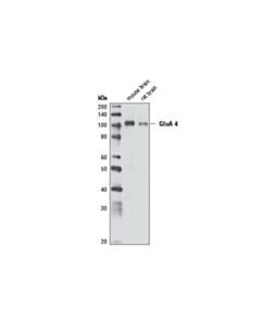 Cell Signaling Ampa Receptor 4 (Glua 4) (Ala60) Antibody