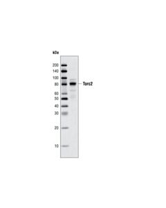 Cell Signaling Torc2/Crtc2 Antibody