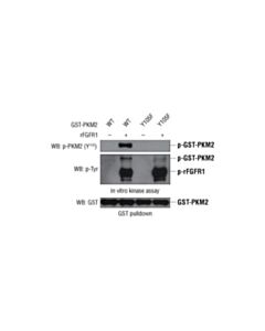 Cell Signaling Phospho-Pkm2 (Tyr105) Antibody