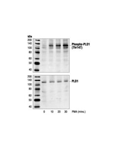 Cell Signaling Phospho-Pld1 (Thr147) Antibody