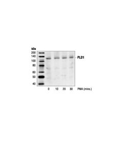 Cell Signaling Pld1 Antibody