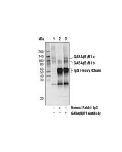 Cell Signaling Gaba(B)R1 Antibody