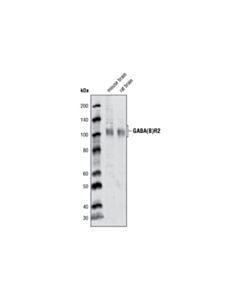 Cell Signaling Gaba(B)R2 Antibody