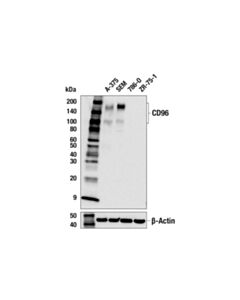 Cell Signaling CD96 (F2I1M) Rabbit mAb