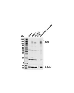Cell Signaling Toll-Like Receptor 4 (E5d8t) Rabbit mAb