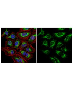 Cell Signaling Calnexin (C5c9) Rabbit mAb (Alexa Fluor 488 Conjugate)