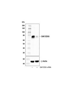 Cell Signaling Daf/Cd55 (E4g4t) Rabbit mAb