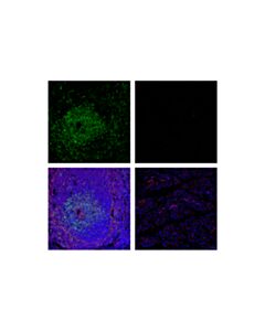 Cell Signaling Cd28 (D2z4e) Rabbit mAb