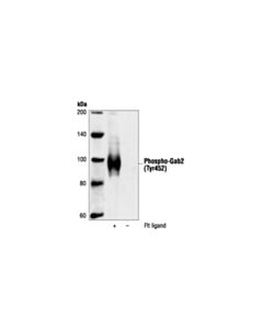 Cell Signaling Phospho-Gab2 (Tyr452) Antibody