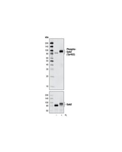 Cell Signaling Phospho-Gab2 (Tyr452) (C33g1) Rabbit mAb