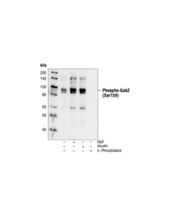 Cell Signaling Phospho-Gab2 (Ser159) Antibody