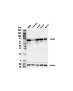 Cell Signaling LTA4H (F9F5O) Rabbit mAb; 20 µl