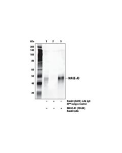 Cell Signaling Mage-A3 (E9s4x) Rabbit mAb