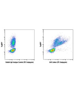 Cell Signaling G4s Linker (E7o2v) Rabbit mAb (PE Conjugate)