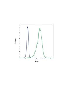 Cell Signaling Arc (D7q3g) Rabbit mAb