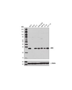 Cell Signaling ARC (D7Q3G) Rabbit mAb 20 uL
