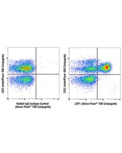 Cell Signaling LEF1 (C12A5) Rabbit mAb (Alexa Fluor 700 Conjugate)