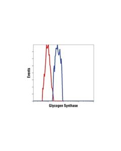 Cell Signaling Glycogen Synthase Antibody