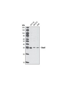 Cell Signaling Snail (L70G2) Mouse mAb 20 uL