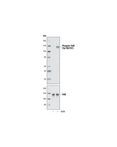 Cell Signaling Human Brain-Derived Neurotrophic Factor (Bdnf)