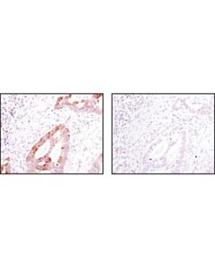 Cell Signaling Rabbit (Da1e) mAb Igg Xp Isotype Control