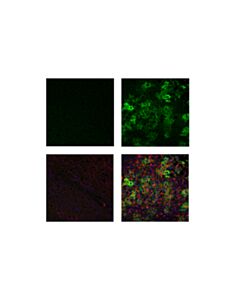 Cell Signaling Cd44 (Im7) Rat mAb