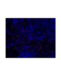 Cell Signaling Cd163 (D6u1j) Rabbit mAb (Alexa Fluor ® 647 Conjugate)