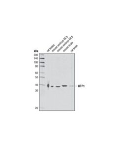 Cell Signaling Utf1 Antibody