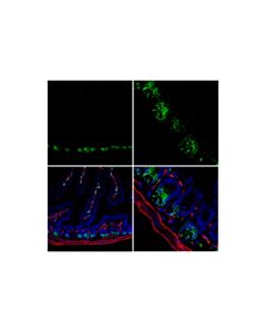 Cell Signaling Olfm4 (D6y5a) Xp Rabbit mAb (Mouse Specific)