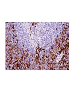 Cell Signaling Cd11c (D1v9y) Rabbit mAb (BSA And Azide Free)