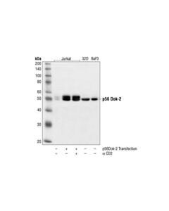 Cell Signaling P56dok-2 Antibody