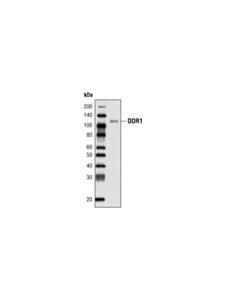 Cell Signaling Ddr1 Antibody