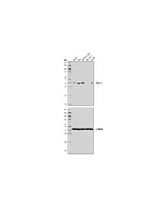 Cell Signaling Mcl-1 (D5V5L) Rabbit mAb 20 uL