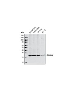 Cell Signaling Rab3a Antibody