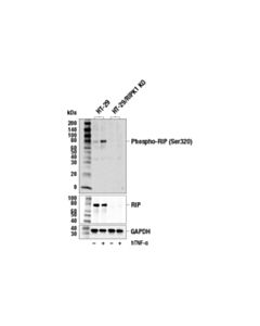 Cell Signaling Phospho-Rip (Ser320) (E2r3n) Rabbit mAb
