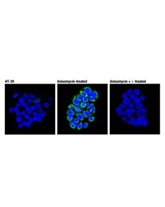 Cell Signaling Phospho-Keratin 20 (Ser13) (D9m6o) Rabbit mAb