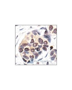 Cell Signaling Ubiquitin (P4d1) Mouse mAb
