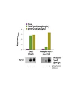 Cell Signaling Pathscan Total Tyro3 Sandwich Elisa Kit