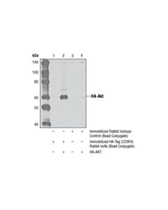 Cell Signaling Ha-Tag (C29f4) Rabbit mAb (Sepharose Bead Conjugate)