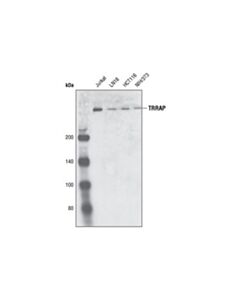 Cell Signaling Trrap (D2966) Antibody