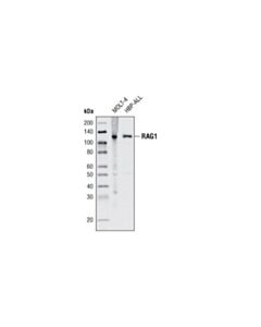 Cell Signaling Rag1 (D36b3) Rabbit mAb